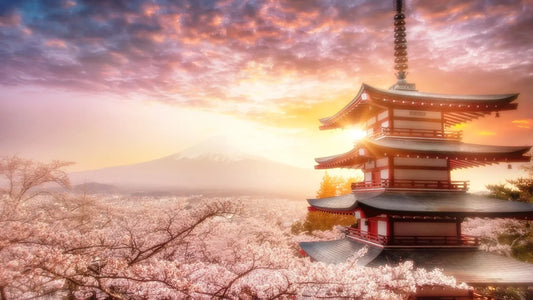 Cherry Blossoms, Bushido, and True “Ikigai”